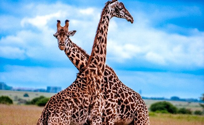 Nairobi National Park Half Day Tour